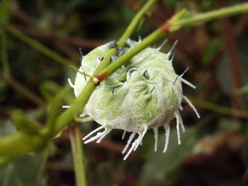 Close-up of insect on plant