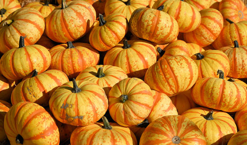 Full frame shot of pumpkins