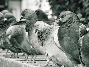 Close-up of bird