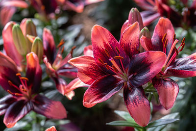 Close-up of red flowering plant