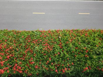 High angle view of flowering plants by road