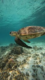 Turtle swimming in sea
