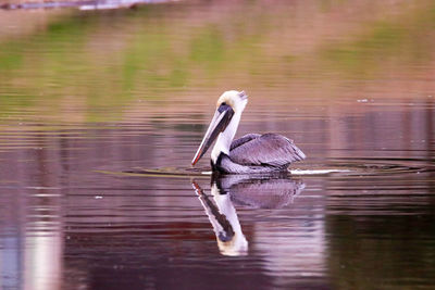 Bird in a lake