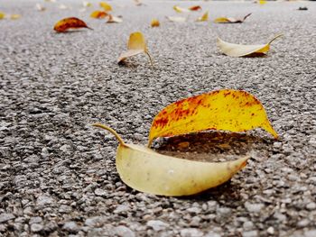 Close-up of yellow flower petals on land