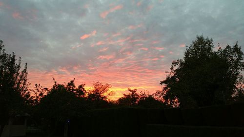 Silhouette of trees at sunset