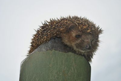 Close-up of hedgehog