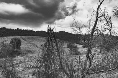 Bare trees on field against sky