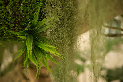 Close-up of spider web on plant