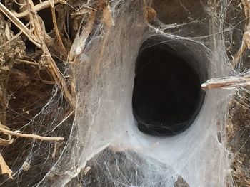 Close-up of tree trunk in forest