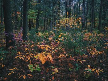 Trees in forest during autumn