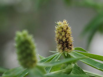 Close-up of white flower buds