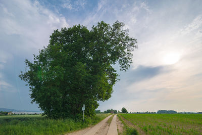 Road amidst trees on field against sky