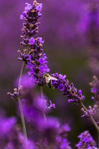 Close-up of bee pollinating on fresh purple flower