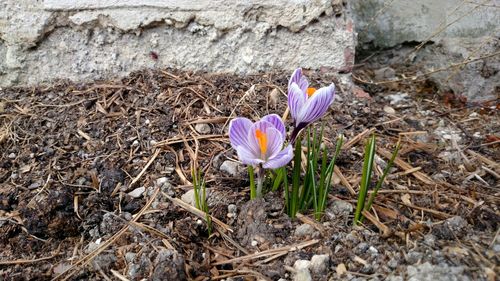 Purple flowers blooming on field