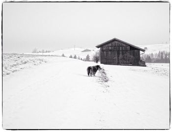 Dog standing on snow covered field