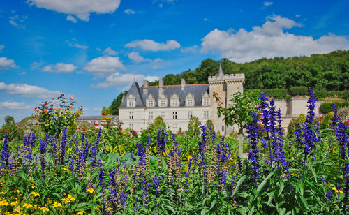 Purple flowering plants on field against blue sky