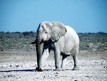 Elephant on field against clear sky