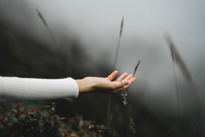 Close-up of hand holding plant on field