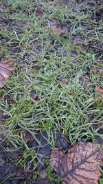 High angle view of plants