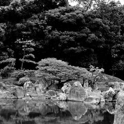 Trees growing on rocks