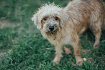 Portrait of dog standing in field