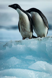 View of penguins in snow antarctica