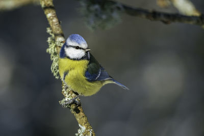 Close up of a bluetit perched on an oak branch during winter in sweden.