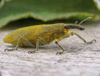 Close-up of insect