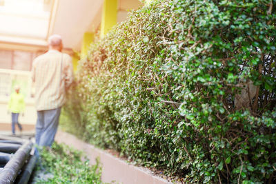 Rear view of man walking by plants