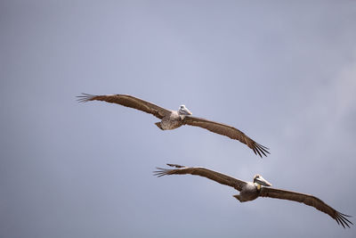 Brown pelican bird pelecanus occidentalis flying and swimming around barefoot beach