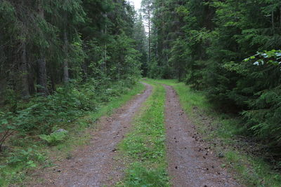 Dirt road along trees in forest