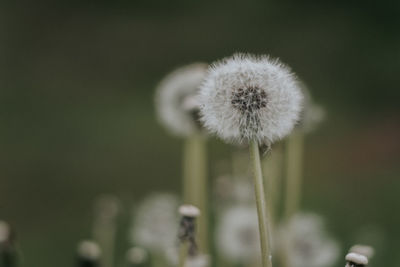 Close-up of dandelion against blurred background