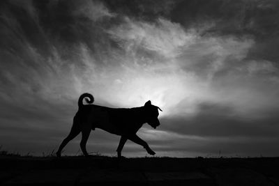 Silhouette dog standing on field against sky