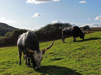 Horses grazing in a field