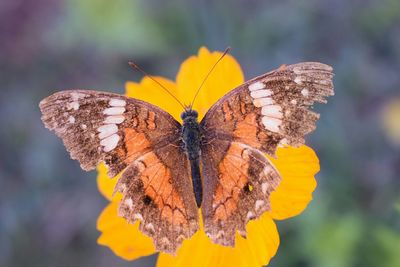 Close-up of butterfly perching on flower