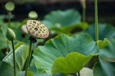 Close-up of lotus water lily