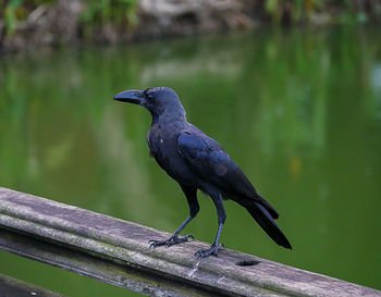 Close-up of bird perching on wood against lake