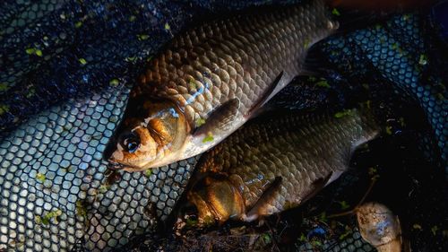 High angle view of fish in water