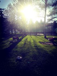 View of park in sunlight