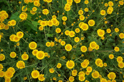 High angle view of yellow flowering plants on field