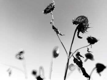 Low angle view of flowering plants against sky