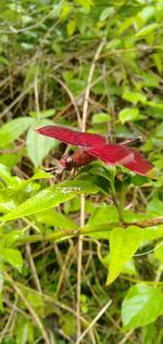 Close-up of butterfly on plant