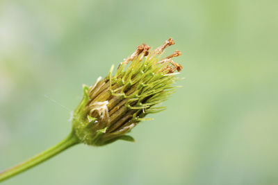 Close-up of insect on plant