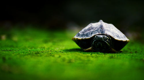 Close-up of shell on grass