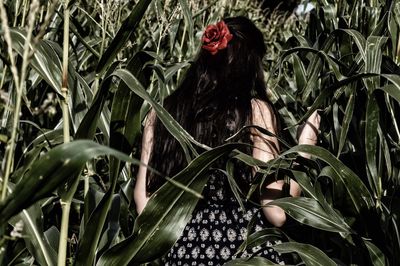 Rear view of woman standing in corn field