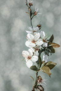 Close-up of white cherry blossoms in spring