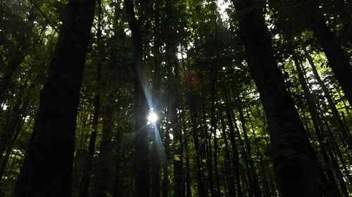 Low angle view of trees in forest