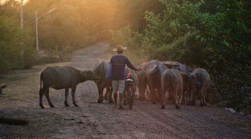 Horses riding horse on field