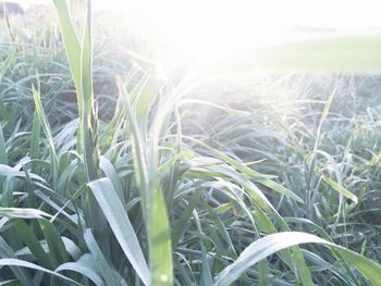 Close-up of fresh green grass in field