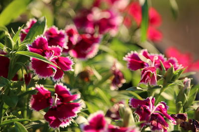 Close-up of pink flowering plants